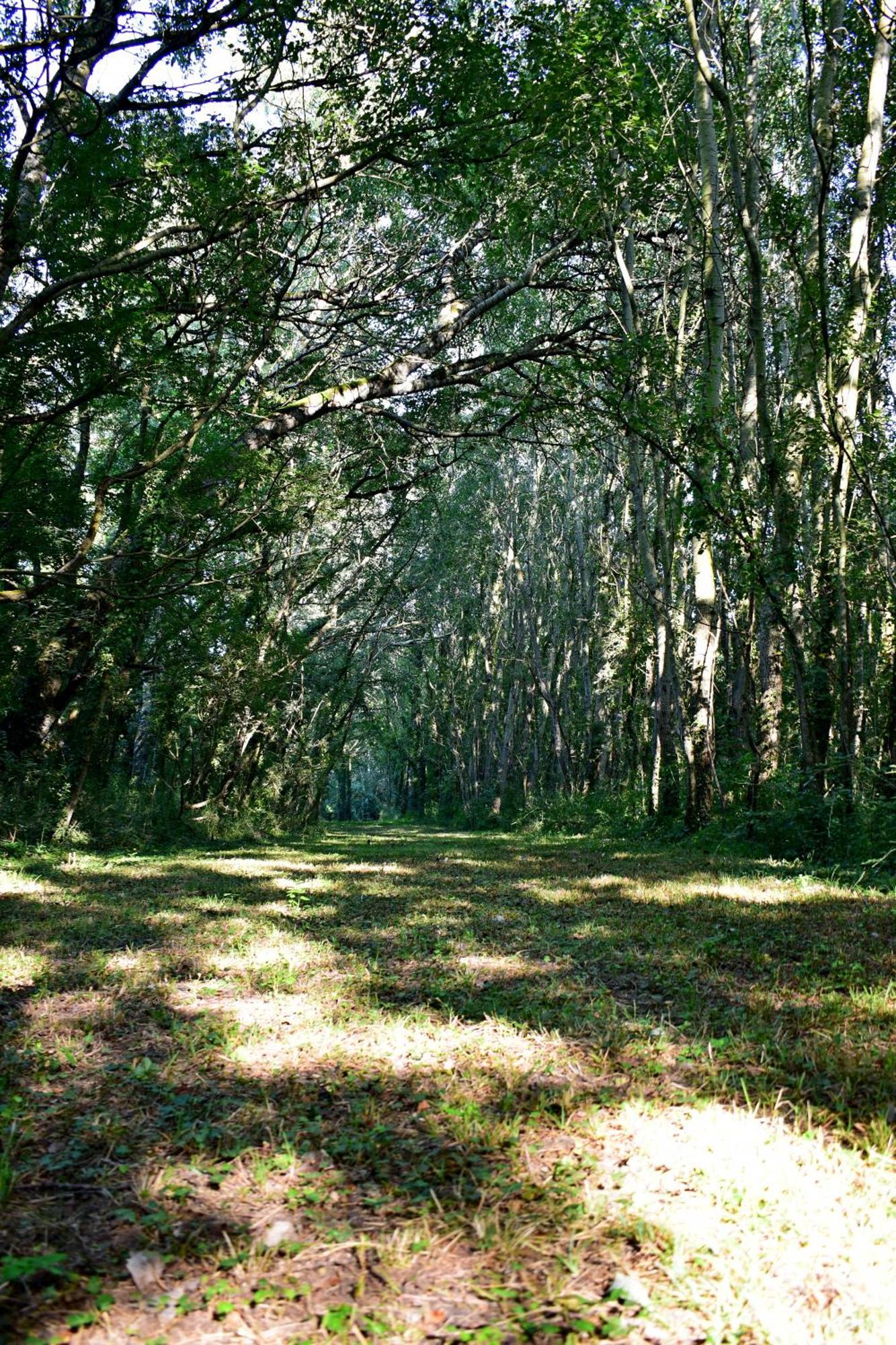 L'Oree Du Bois Gaubau Saint-Georges-sur-Layon Exteriör bild